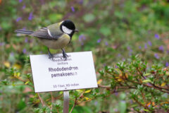 11-17 - Die Meise auf dem Rhododendron 